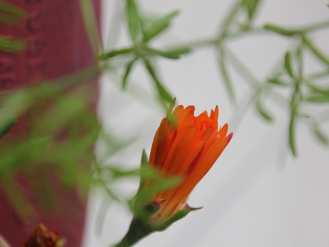 27.	Chorão-das-praias (Carpobrotus edulis)
Data da fotografia: 08/05/2018
Utilidade/ função na horta: Planta suculenta ornamental. Por ser uma espécie invasora foi colocada em vaso num dos pneus da horta vertical.